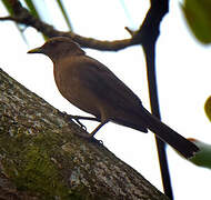 Clay-colored Thrush