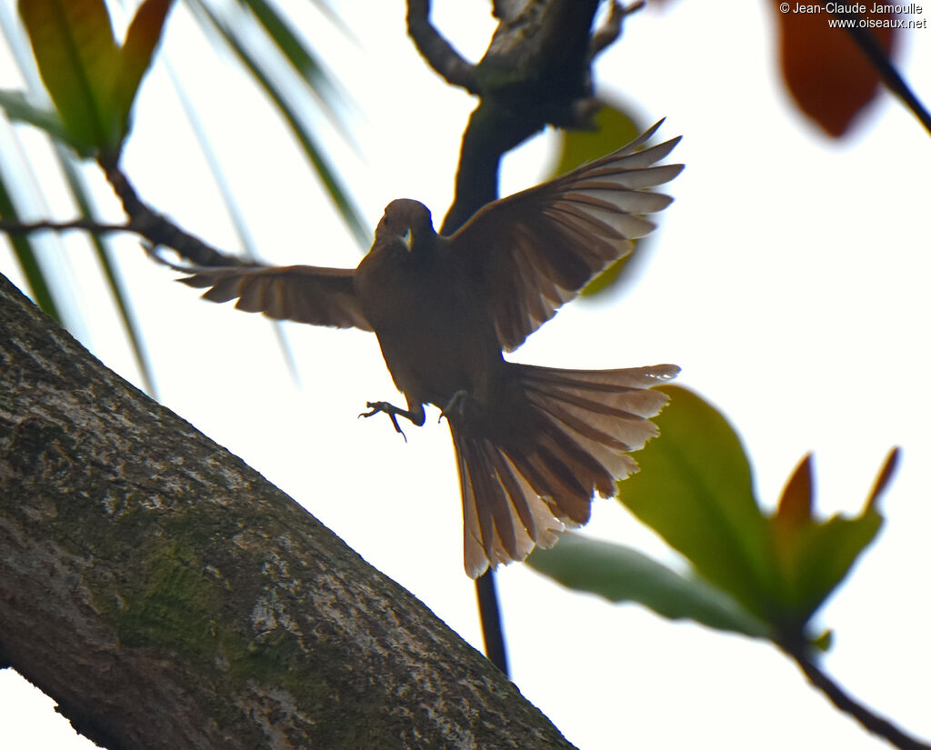 Clay-colored Thrush