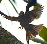 Clay-colored Thrush