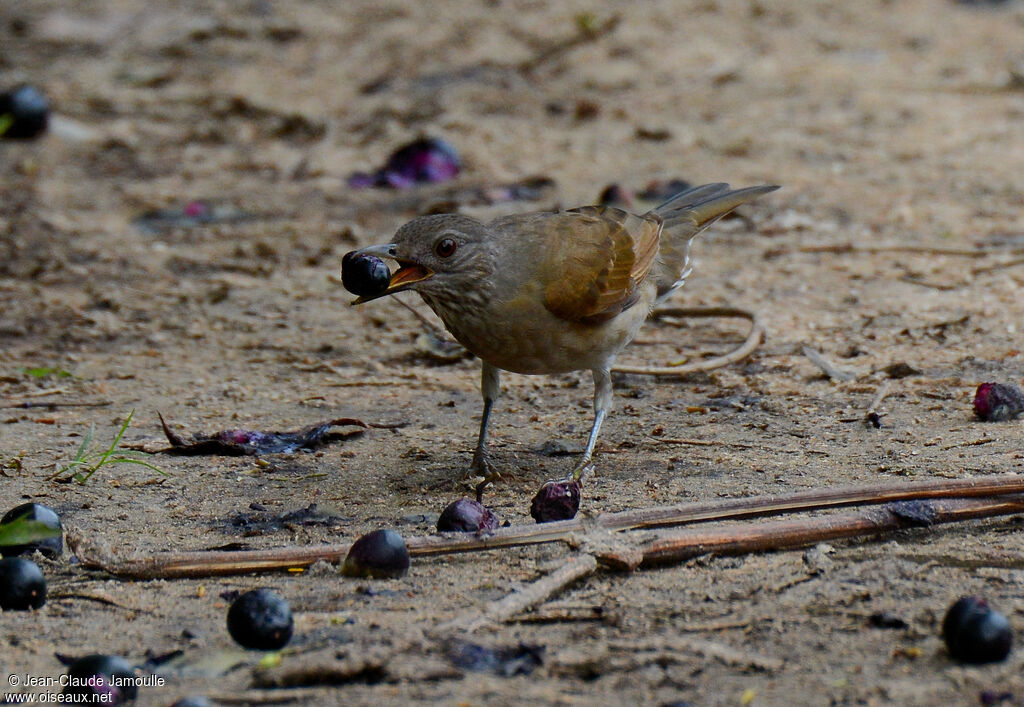 Pale-breasted Thrush, feeding habits