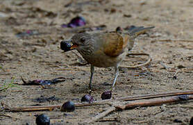 Pale-breasted Thrush