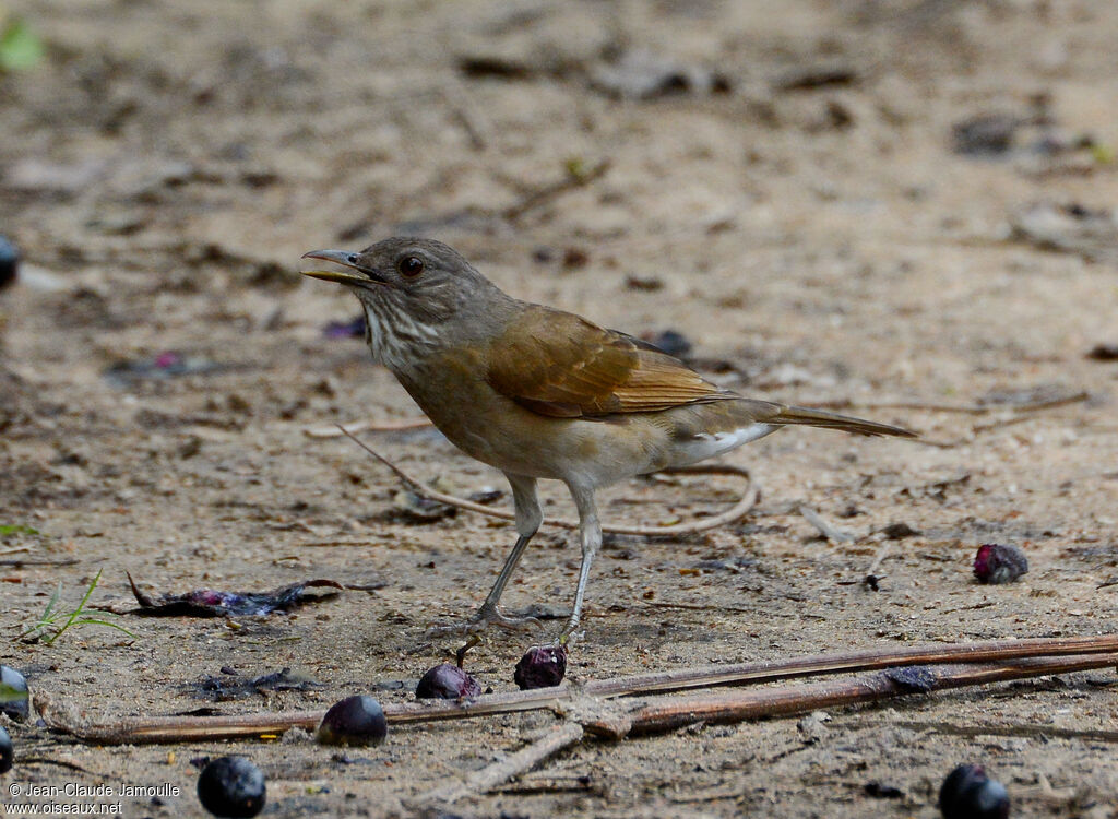 Pale-breasted Thrush