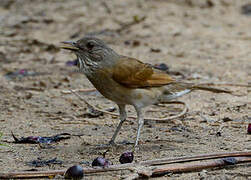 Pale-breasted Thrush