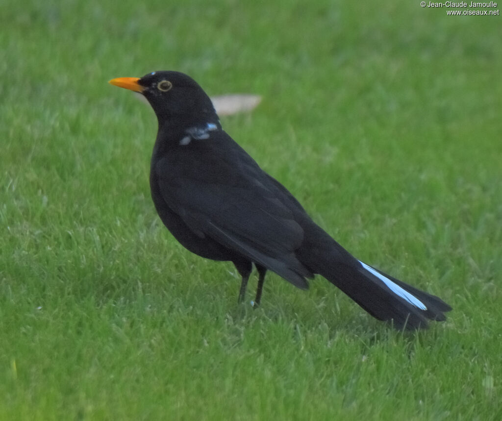 Common Blackbird