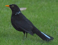 Common Blackbird