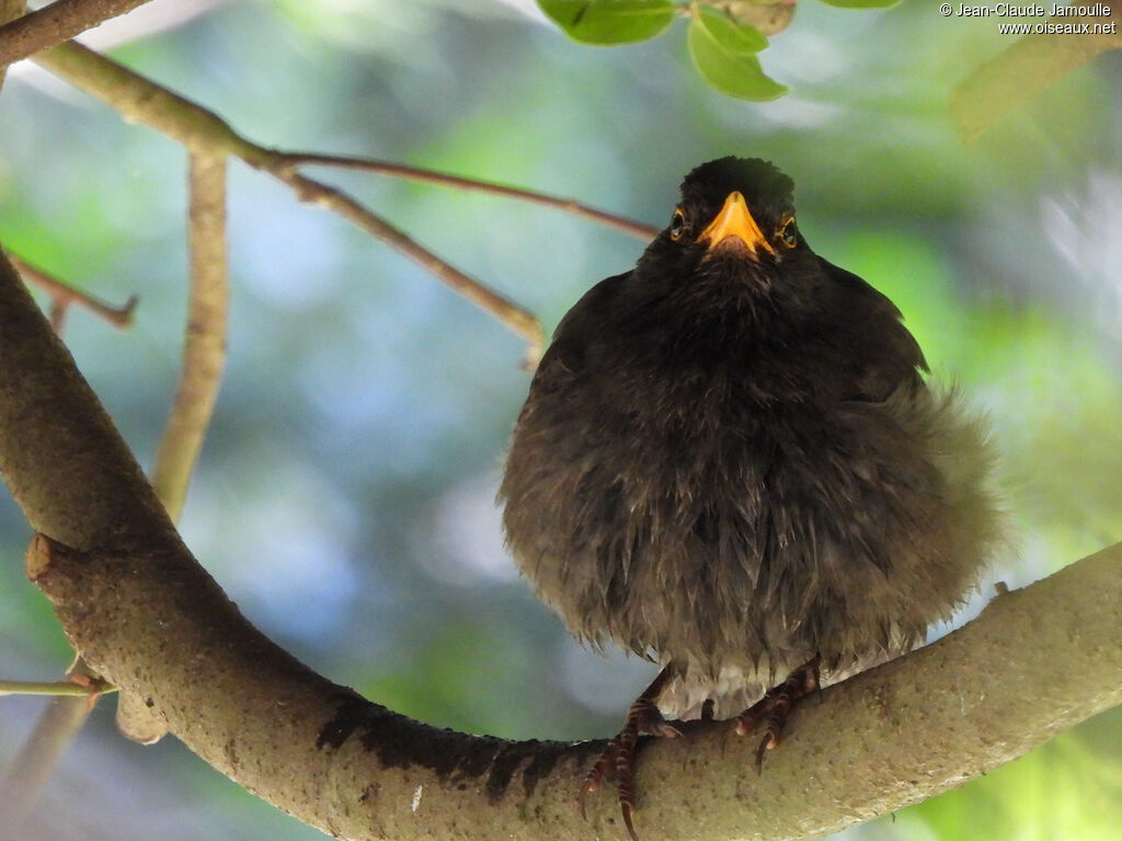 Common Blackbird