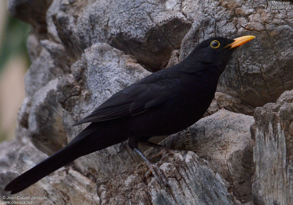 Common Blackbird male adult breeding, Behaviour