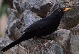 Common Blackbird