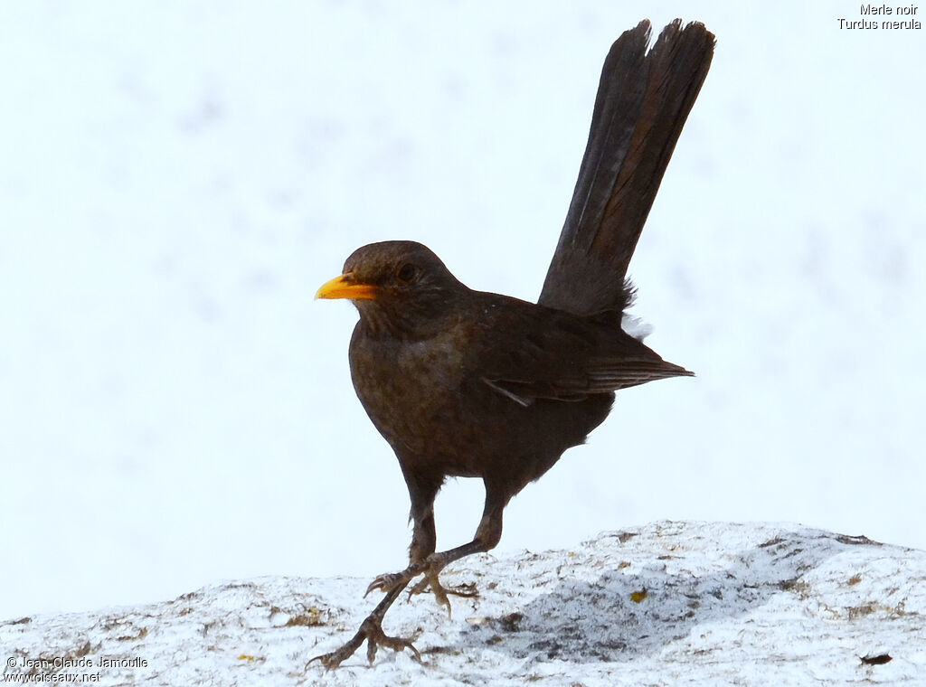 Common Blackbird, Behaviour