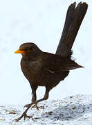 Common Blackbird