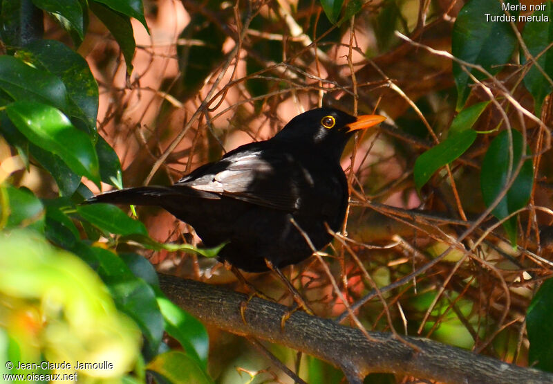 Common Blackbird, identification, Behaviour
