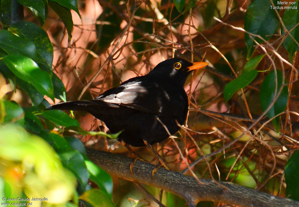 Merle noir, identification, Comportement