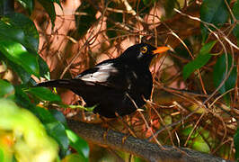 Common Blackbird