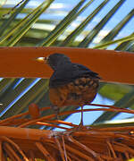 Olive Thrush