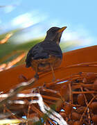 Olive Thrush