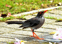 Red-legged Thrush