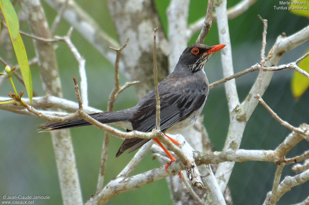 Red-legged Thrush, identification