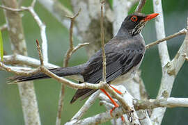 Red-legged Thrush