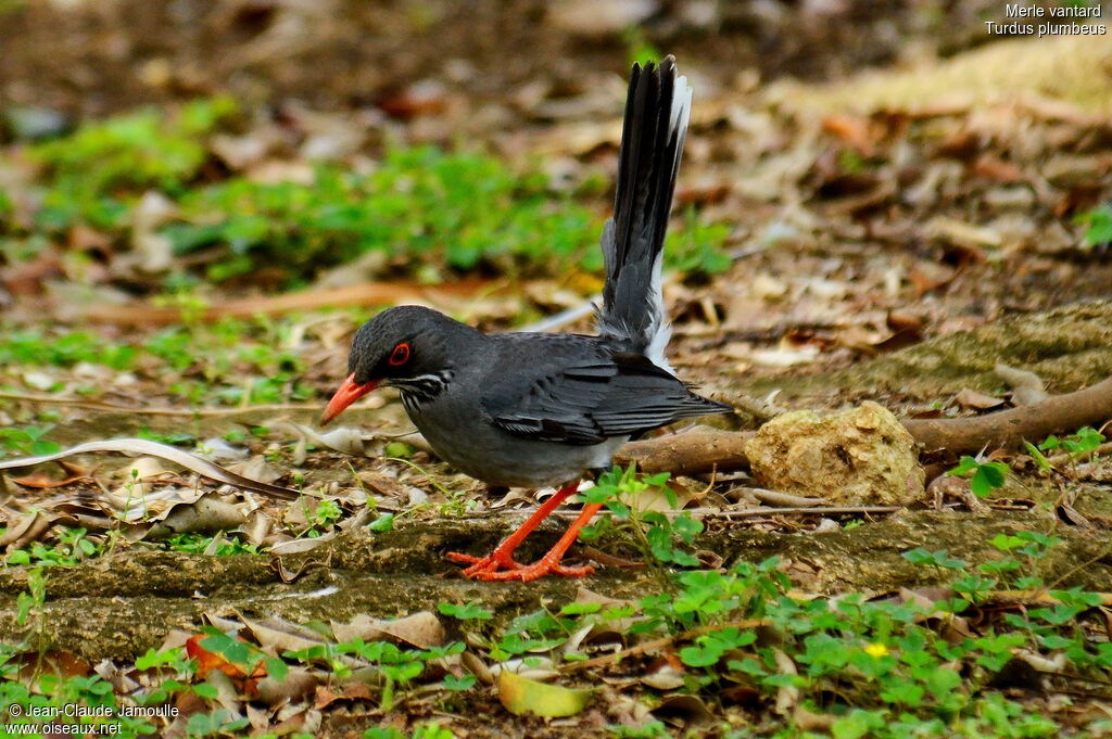 Red-legged Thrush