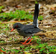 Red-legged Thrush