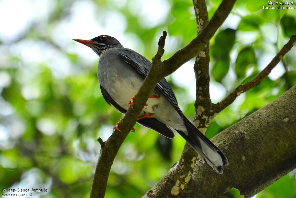 Red-legged Thrush, identification, Behaviour