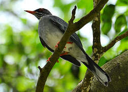 Red-legged Thrush