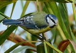 Mésange bleue