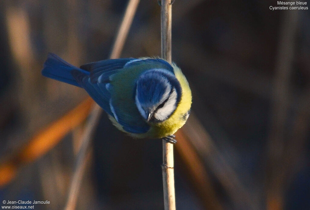 Mésange bleue, Comportement