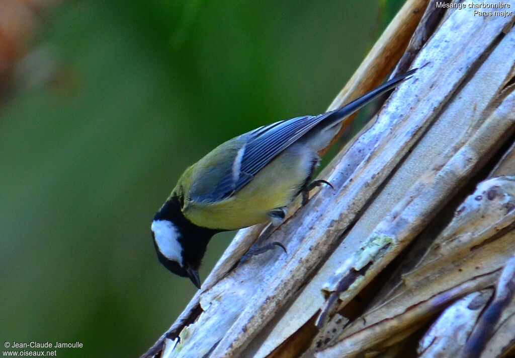 Mésange charbonnière, régime