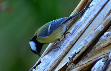 Mésange charbonnière