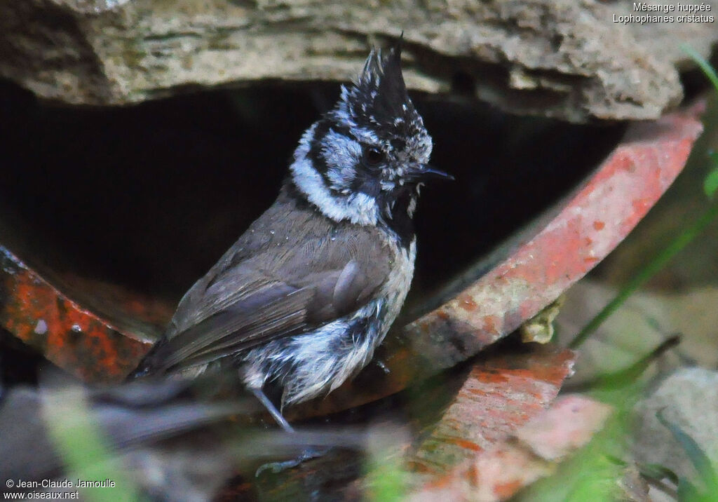 Mésange huppée, Comportement