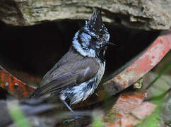 European Crested Tit