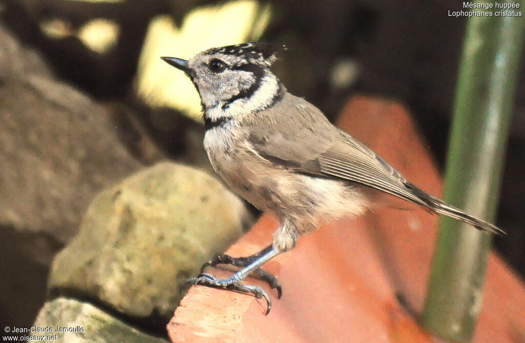 Mésange huppéeadulte, Comportement