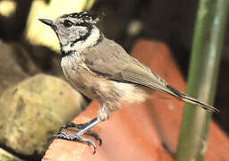 European Crested Tit