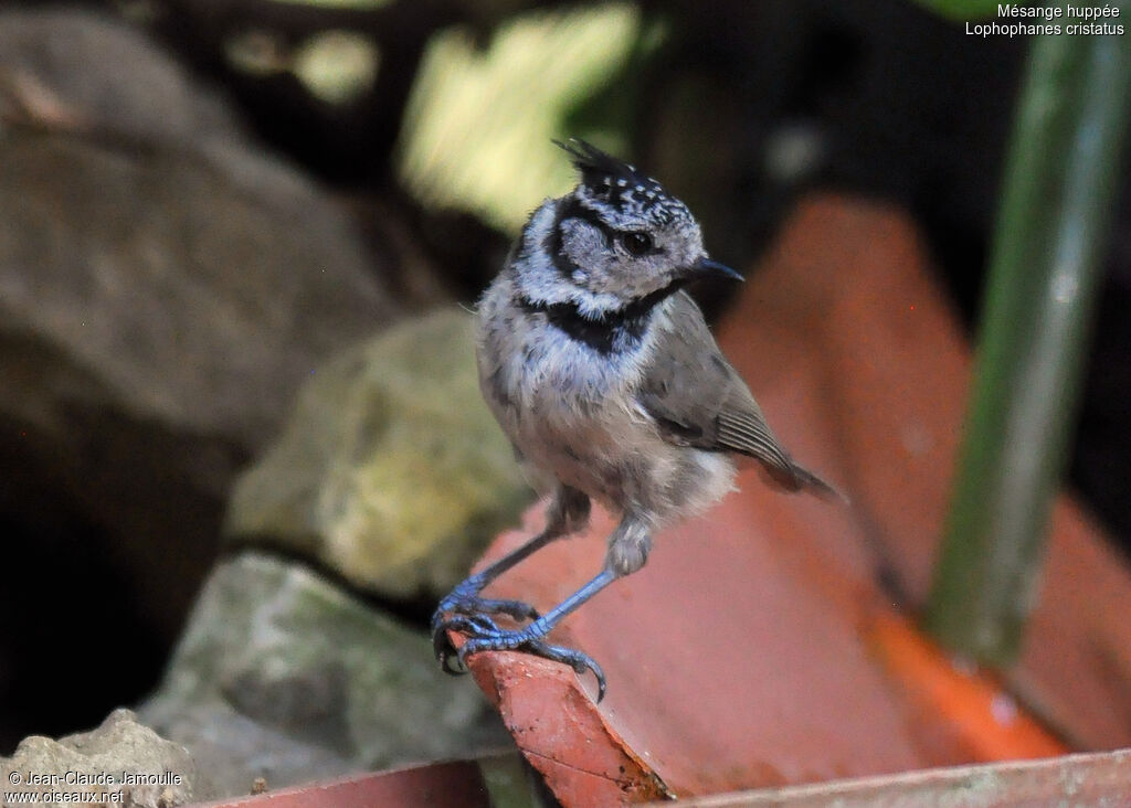 Mésange huppée, identification