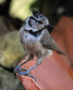 Crested Tit