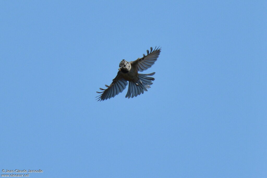 European Crested Tit, Flight, feeding habits