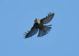 European Crested Tit