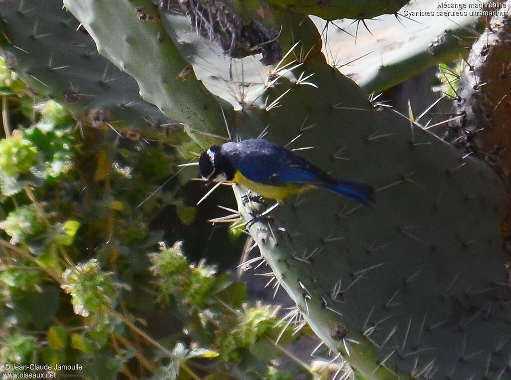 African Blue Tit (ultramarinus)adult, Behaviour