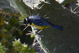 African Blue Tit (ultramarinus)