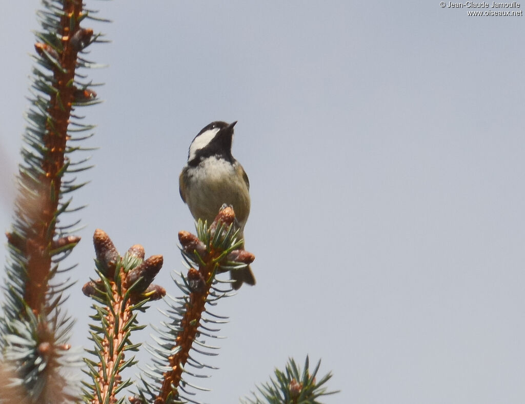 Mésange noire