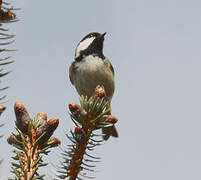 Coal Tit