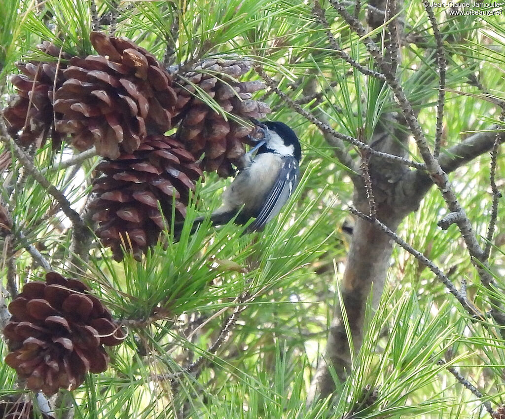 Coal Tit