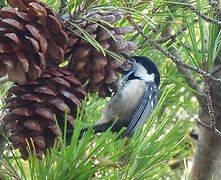 Coal Tit