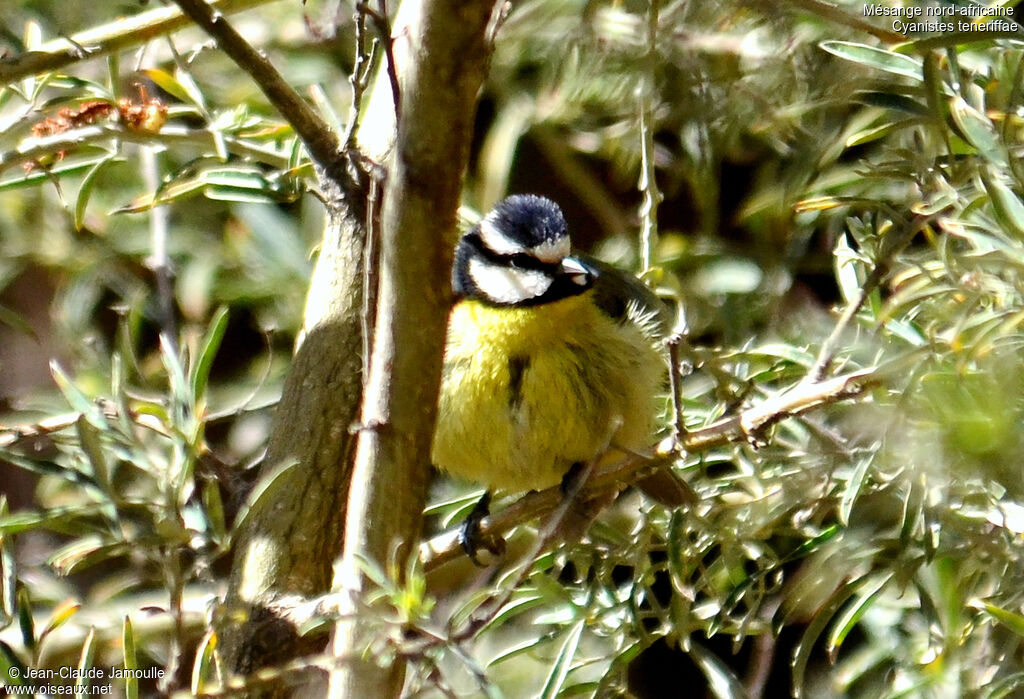 Mésange nord-africaine mâle