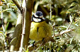 African Blue Tit