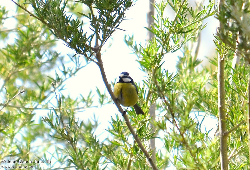 Mésange nord-africaine mâle