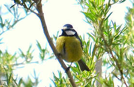 African Blue Tit