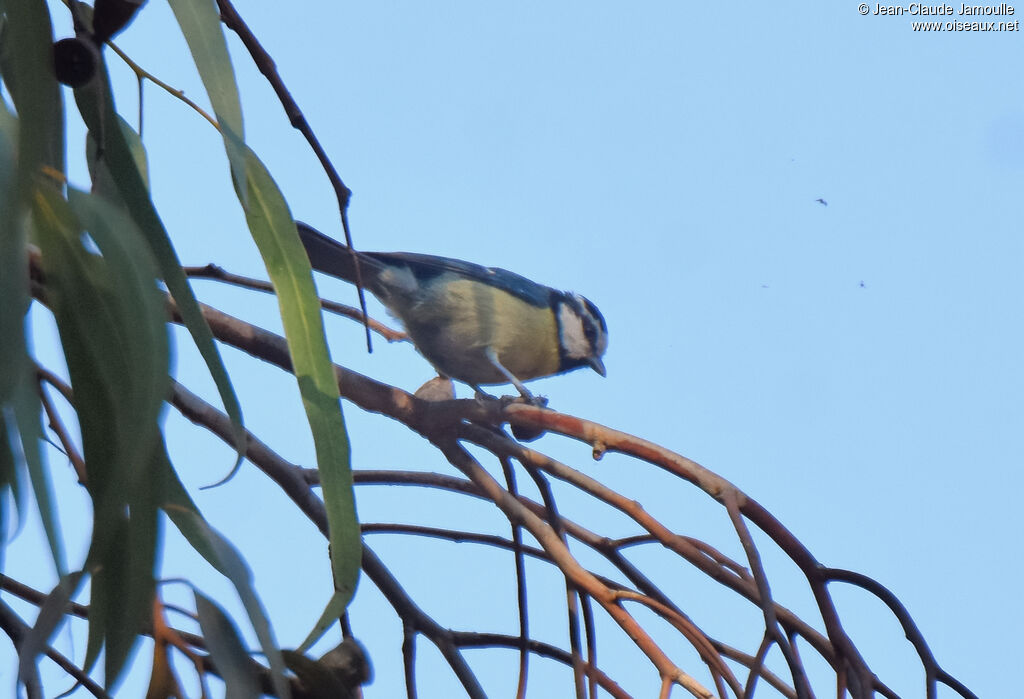 Mésange nord-africaine