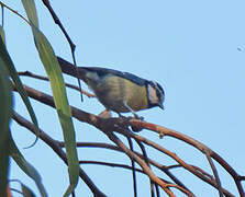 African Blue Tit